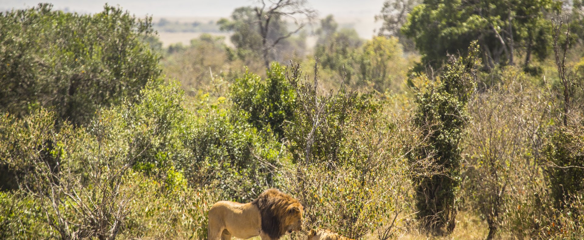 Kenya o Tanzania: Dove fare il miglior safari