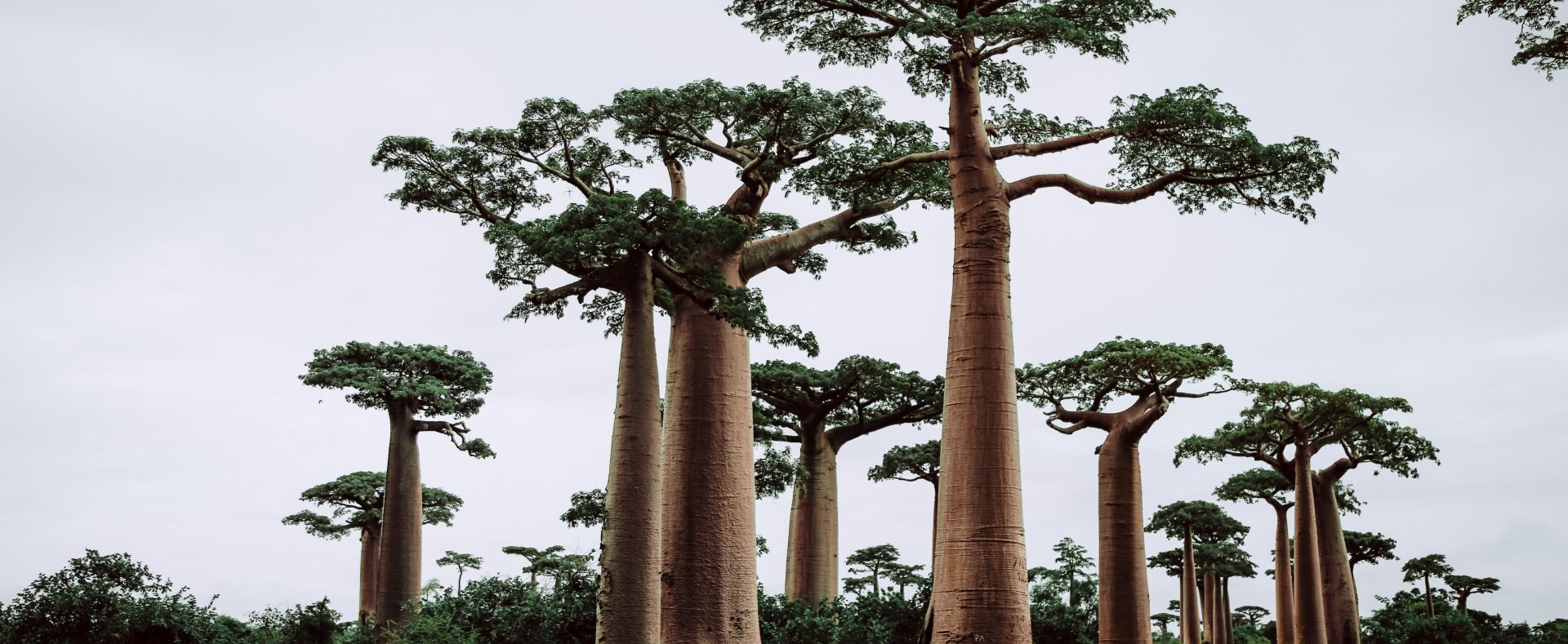 Madagascar: natura selvaggia e biodiversità unica