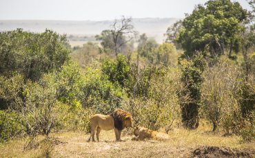 KENYA O TANZANIA: DOVE FARE IL MIGLIOR SAFARI