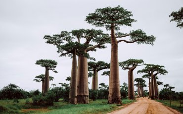 MADAGASCAR: NATURA SELVAGGIA E BIODIVERSITA' UNICA