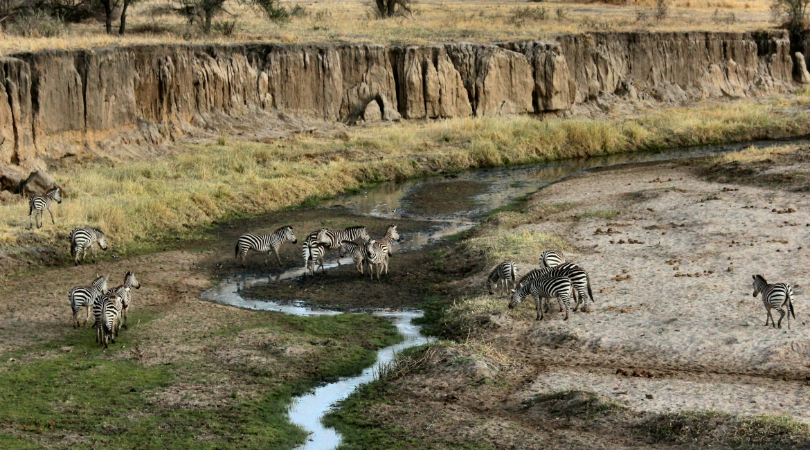 safari in tanzania