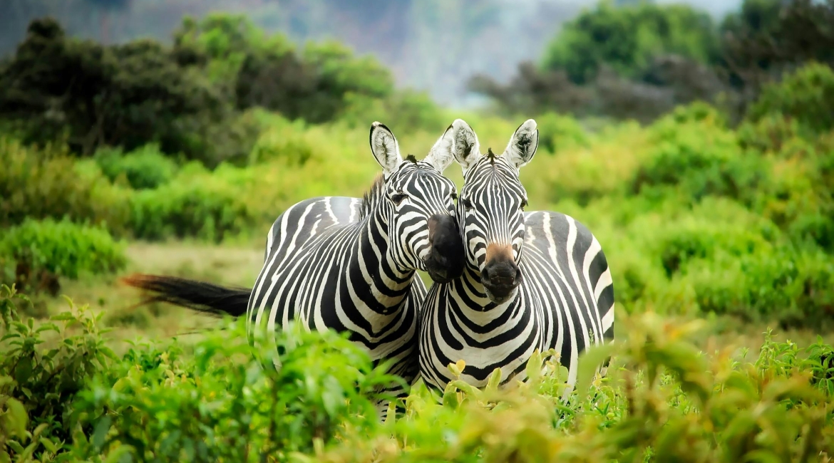 sudafrica seychelles