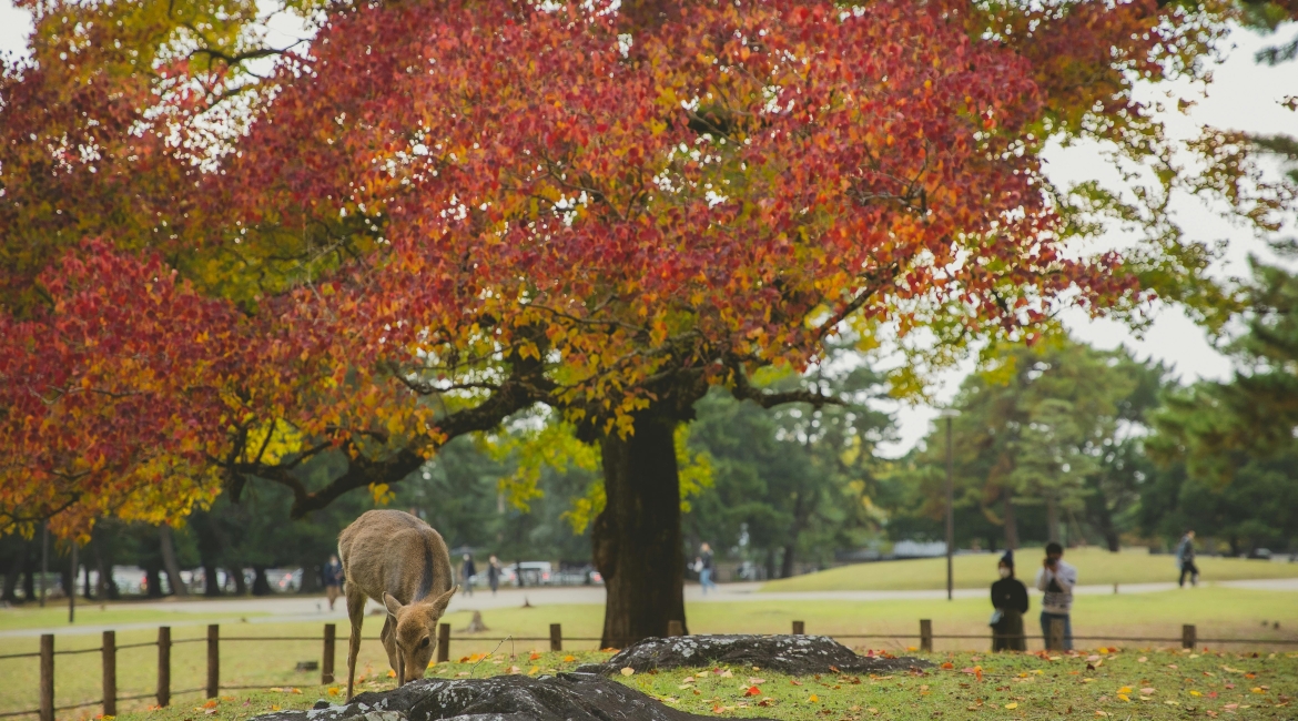 autunno giappone