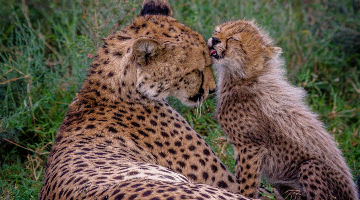 safari serengeti tanzania