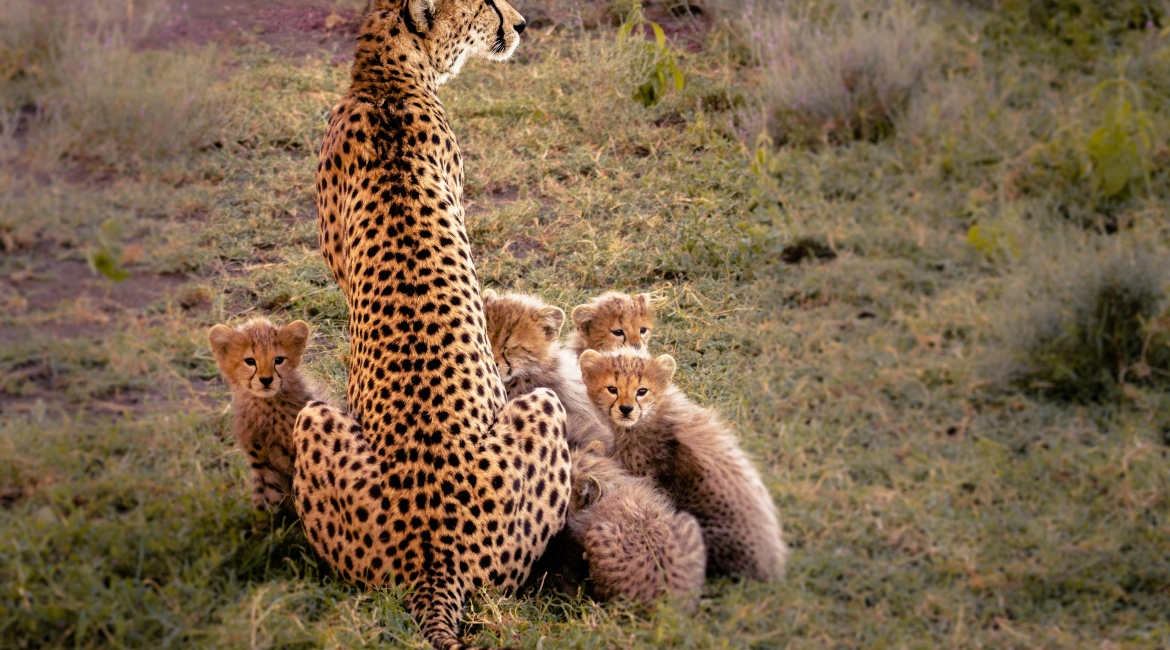 tanzania zanzibar safari