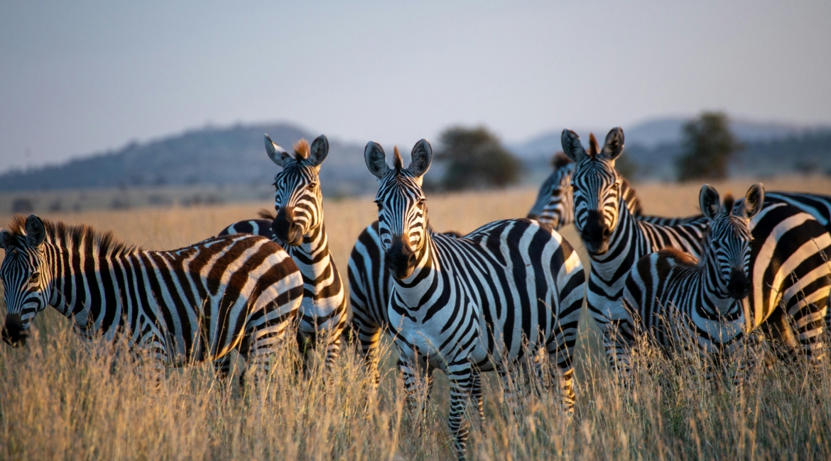 safari tanzania