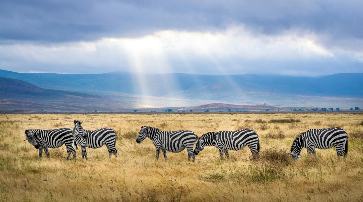 safari in tanzania