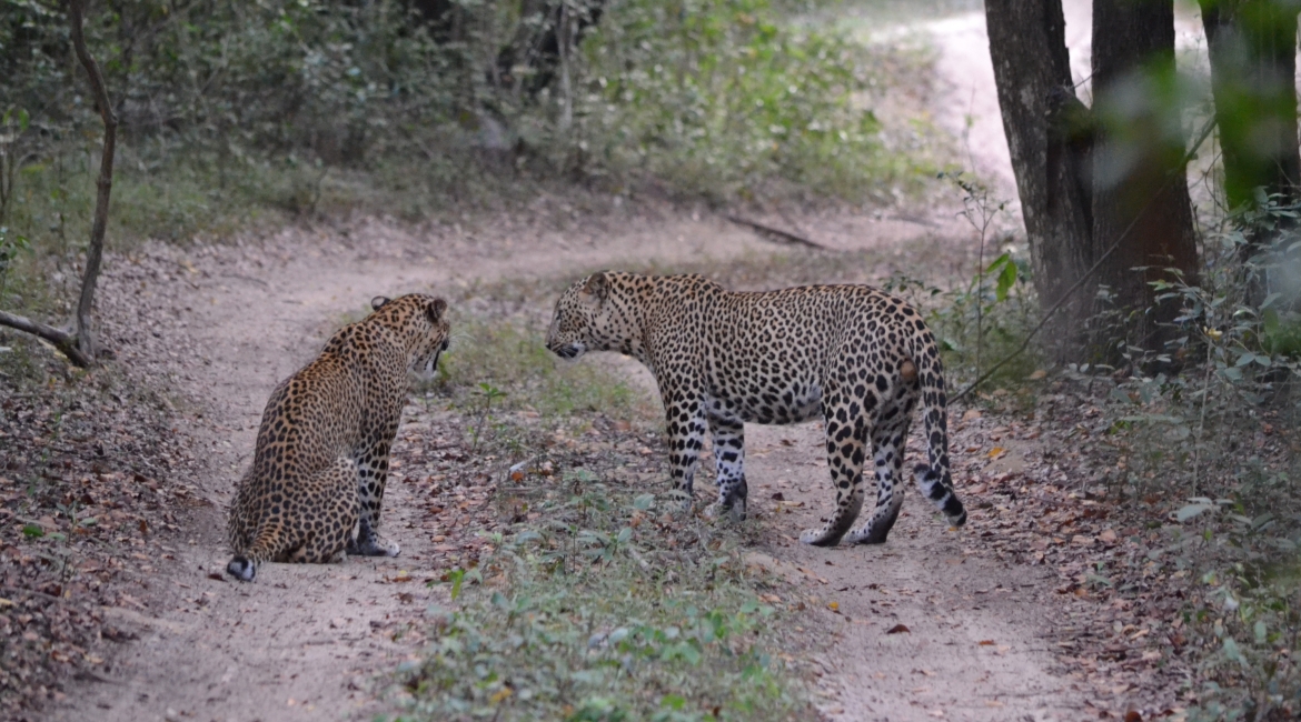 sri lanka viaggi organizzati