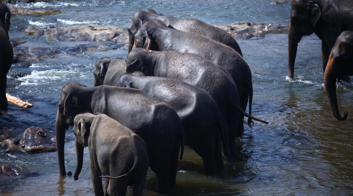 cose da vedere sri lanka