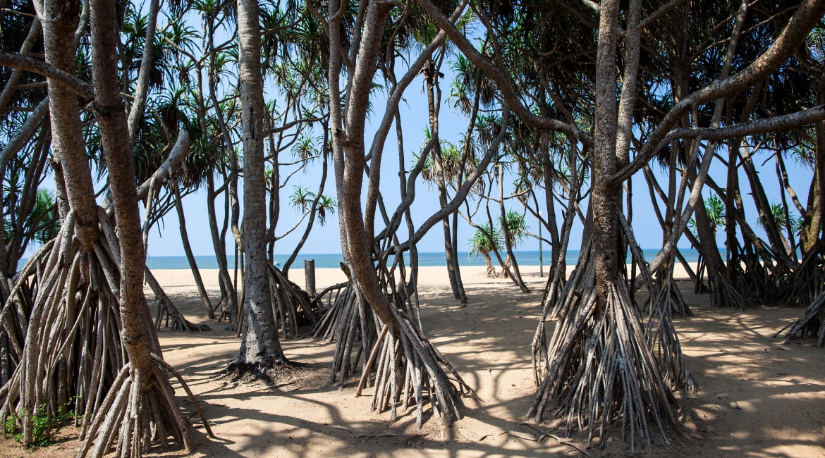 sri lanka maldive