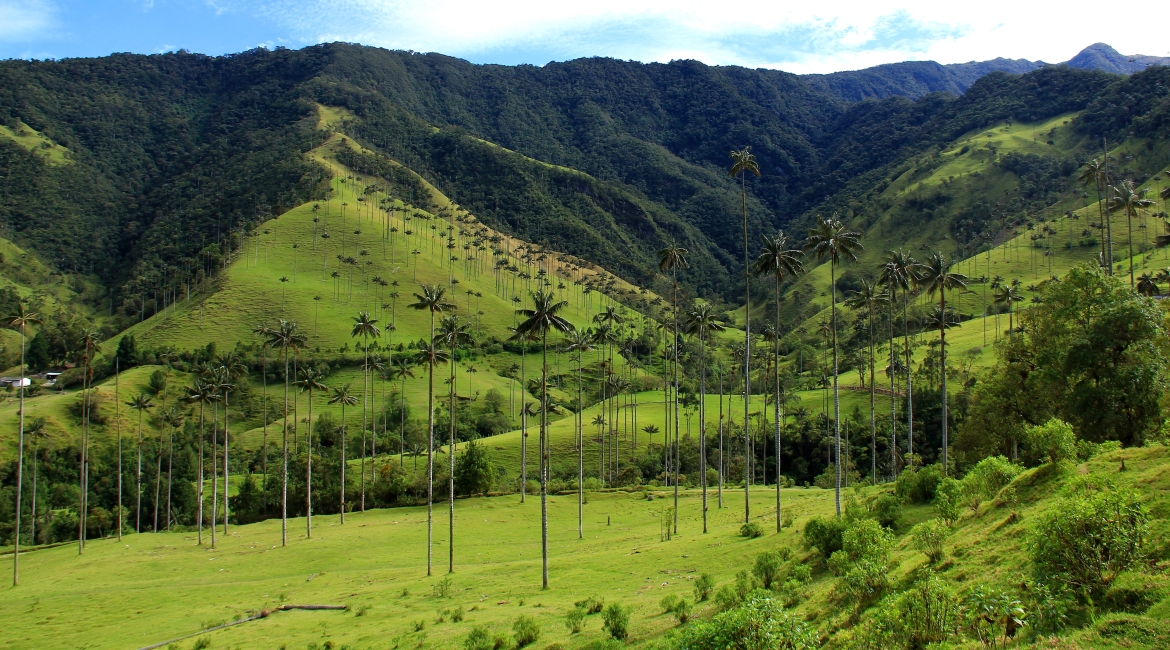 valle del cocora