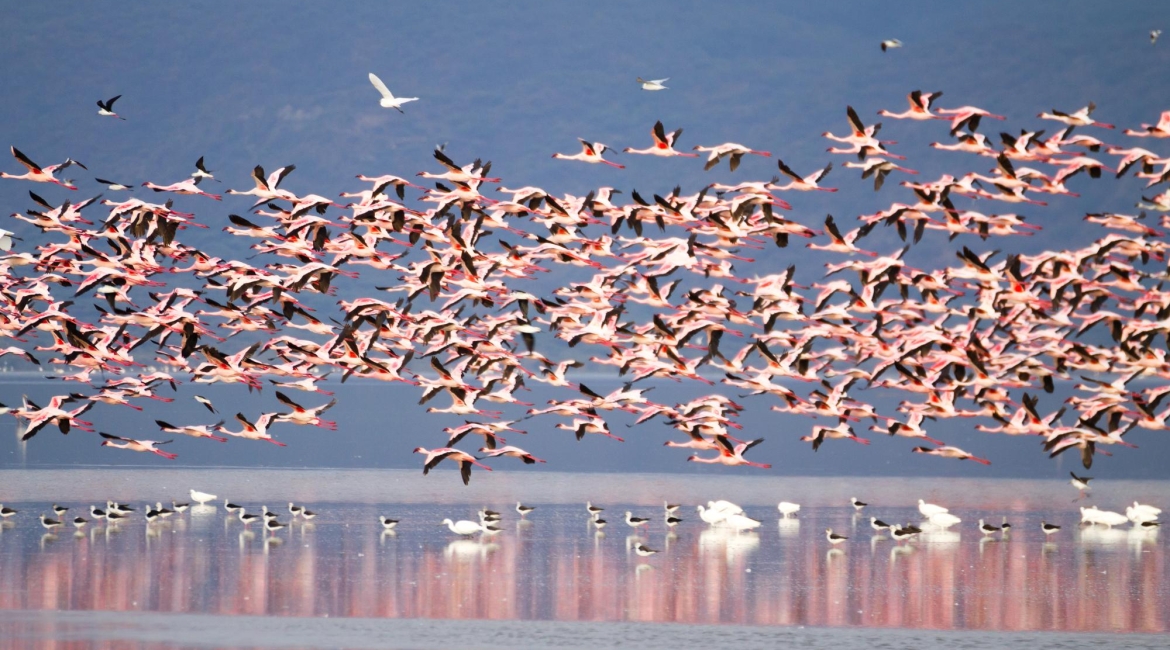 lago manyara