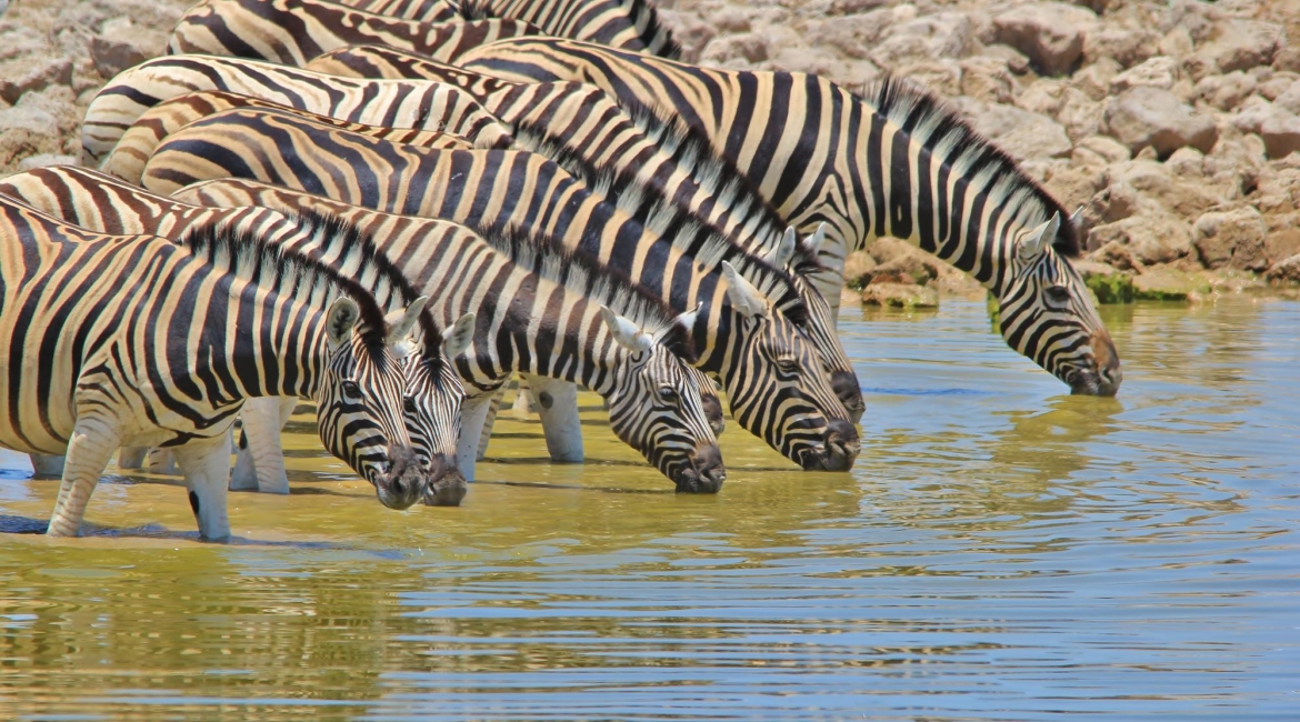 safari tanzania