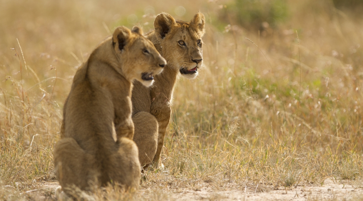 tarangire tanzania