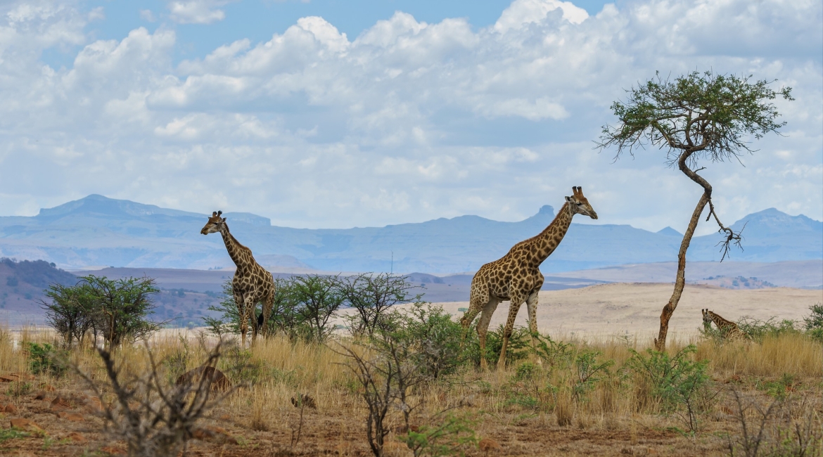 cratere ngorongoro