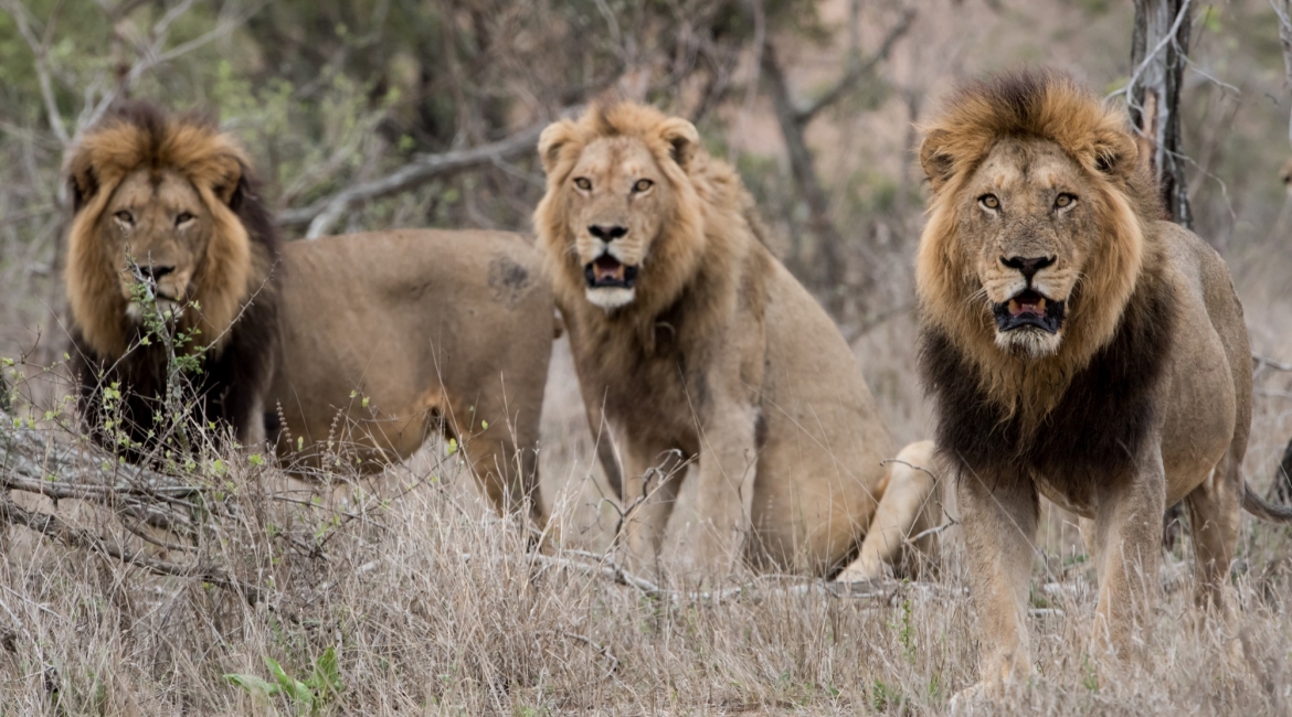 safari in tanzania