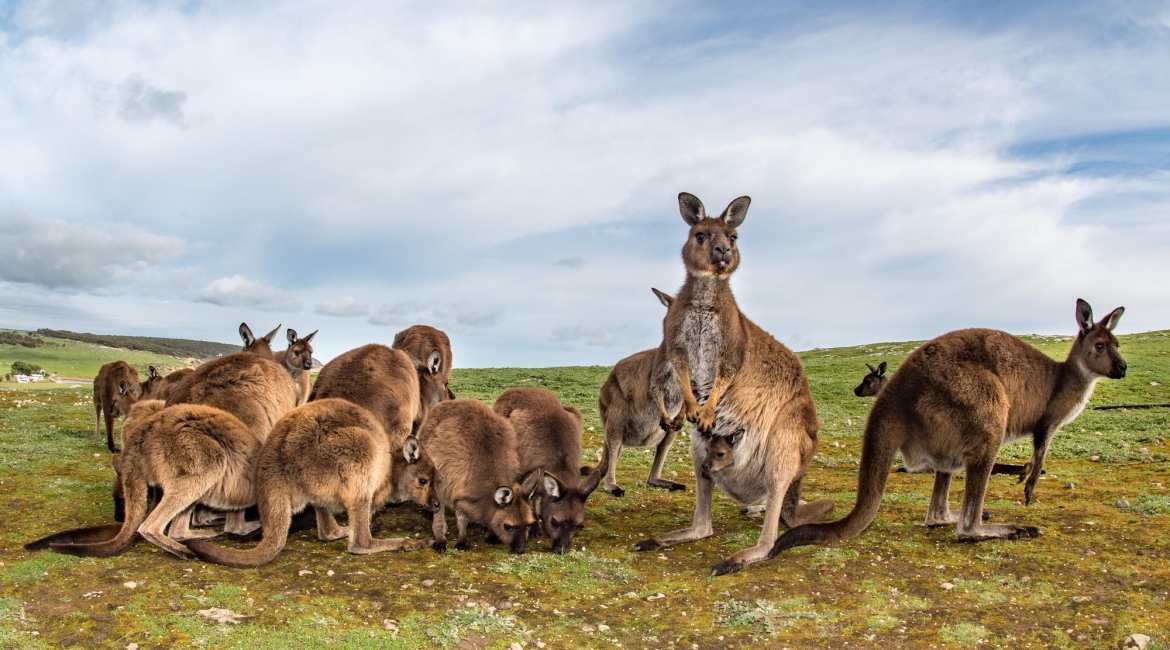 viaggio di nozze in australia