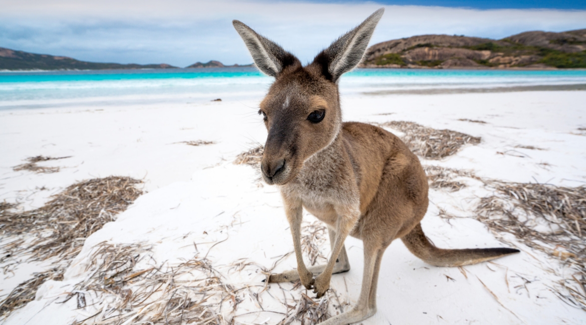 australia viaggio di nozze