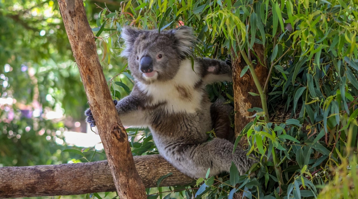 viaggio organizzato australia