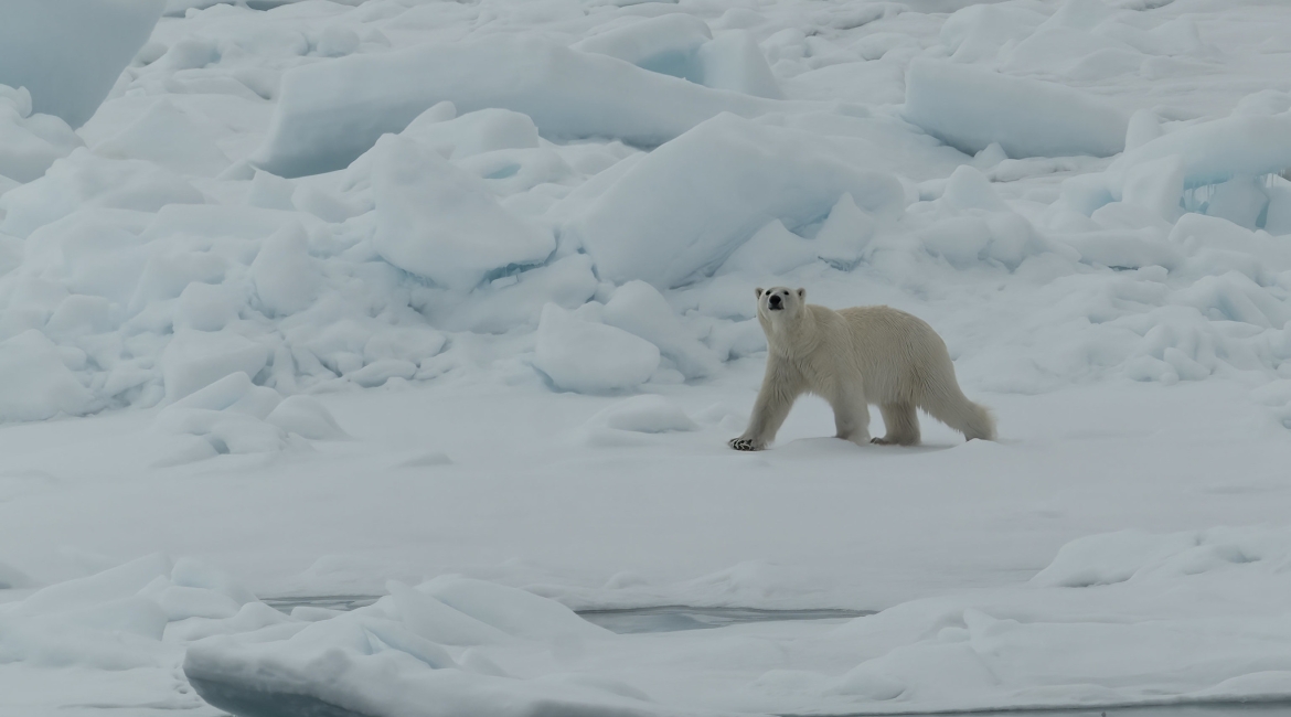 isola svalbard