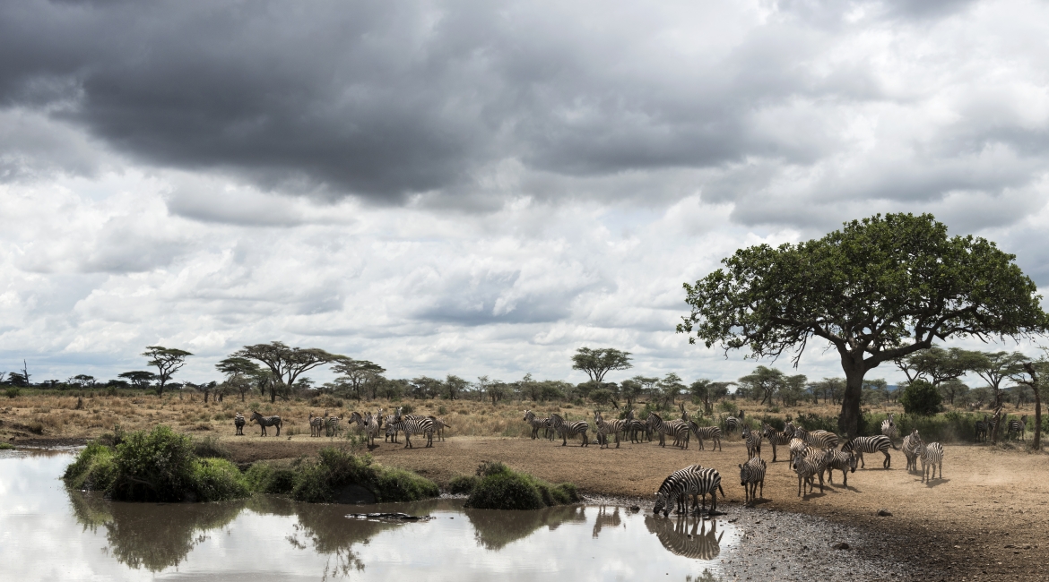 safari tanzania