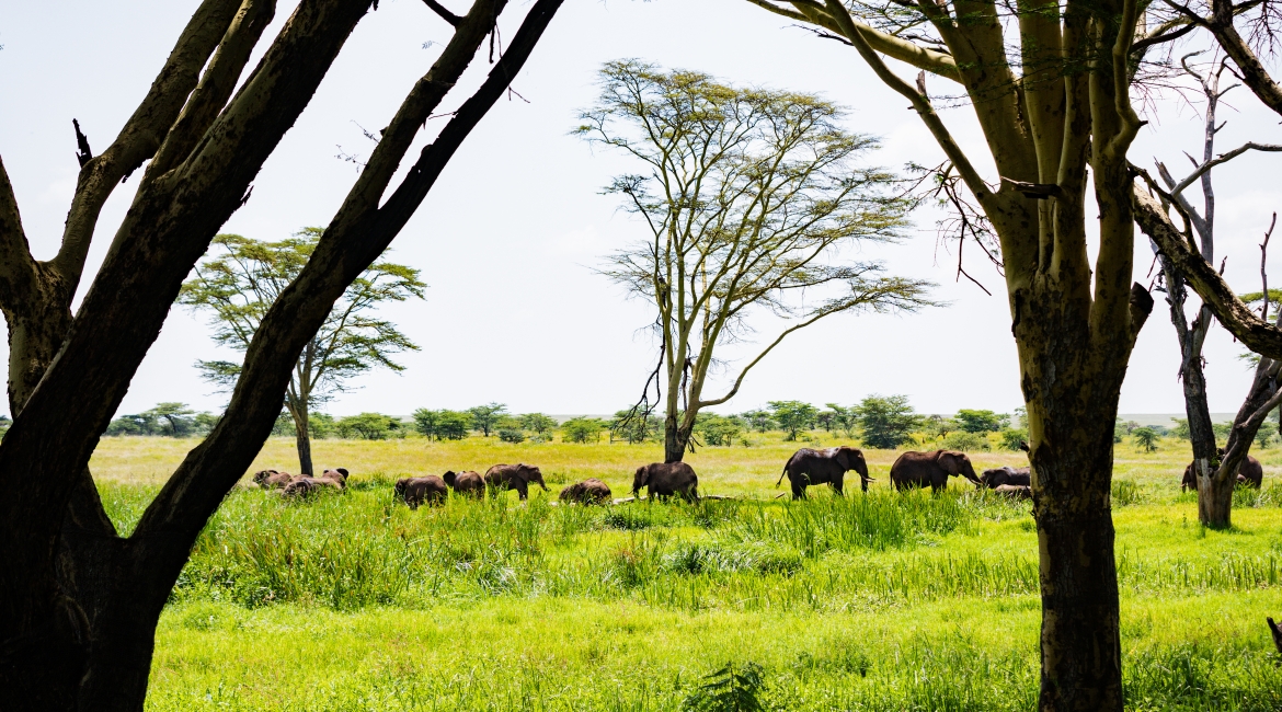 tanzania safari