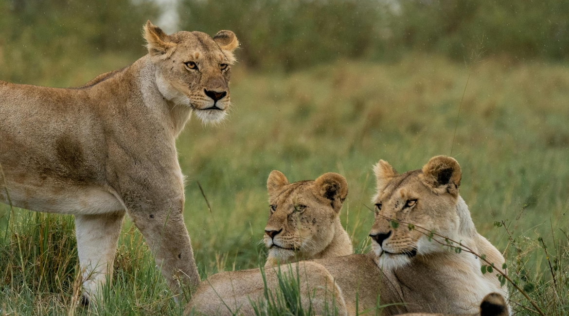 viaggi safari kenya