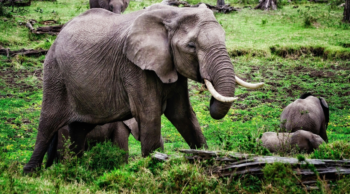 safari africano