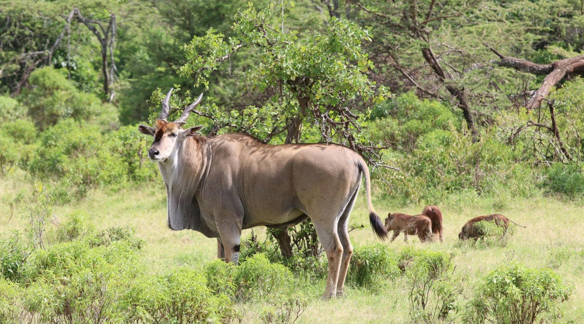 safari kenya prezzo