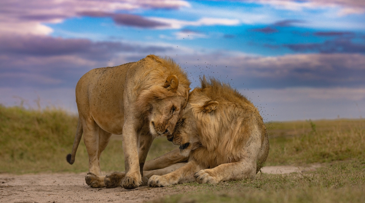 safari africa