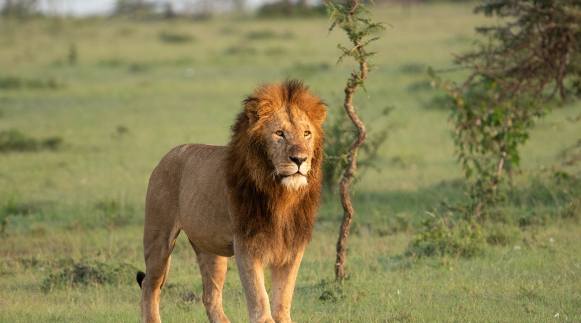 costo safari kenya 6 giorni