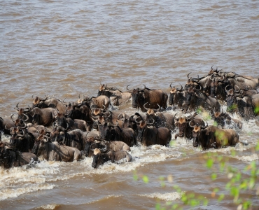 La Grande migrazione estiva in Tanzania 