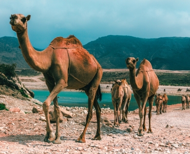 Scopri l'Oman a Capodanno: un viaggio che ti sorprenderà