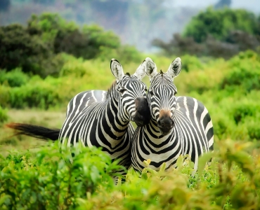 Sudafrica e Seychelles: Un'avventura indimenticabile tra safari e paradisi tropicali