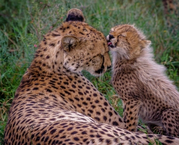 Safari in Tanzania e relax sull'Isola di Pemba