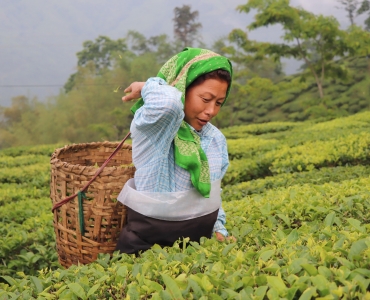 Viaggio in India: Dal Tè di Darjeeling al Taj Mahal