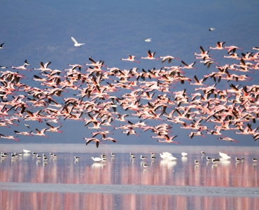 Safari nei Grandi Parchi del Nord Tanzania