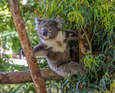 Viaggio in Australia tra natura e cultura