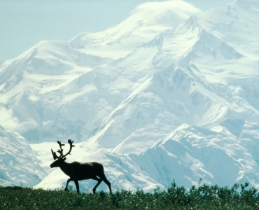 Viaggio in Alaska: natura incontaminata