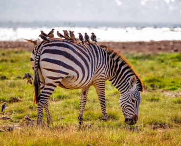 Kenya Safari: avventure dal Masai Mara a Mombasa