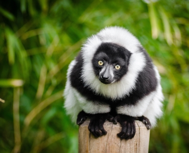 Tour Madagascar: natura selvaggia e relax ad Anakao