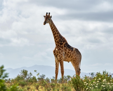 Meraviglie del Sud Africa