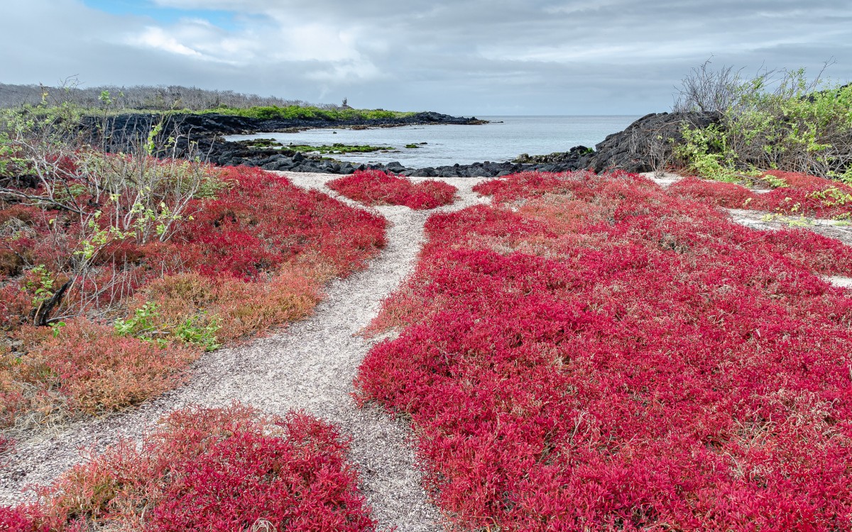 isole galapagos