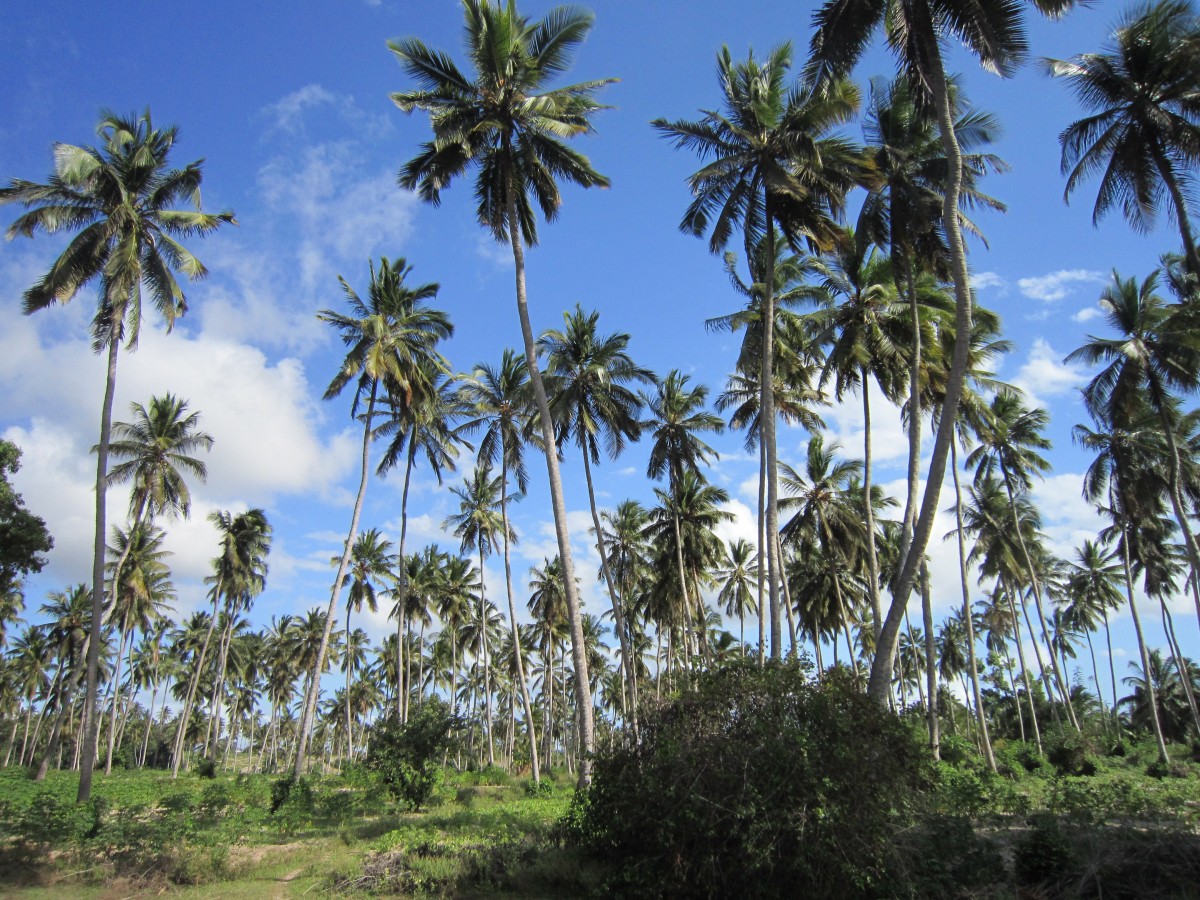 isole di zanzibar