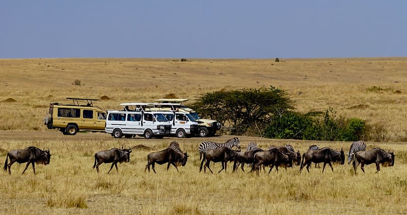 safari africani