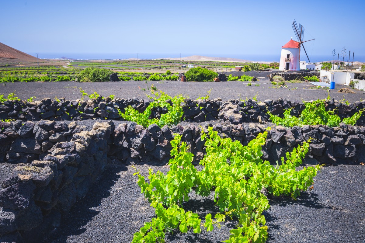 lanzarote a cavallo