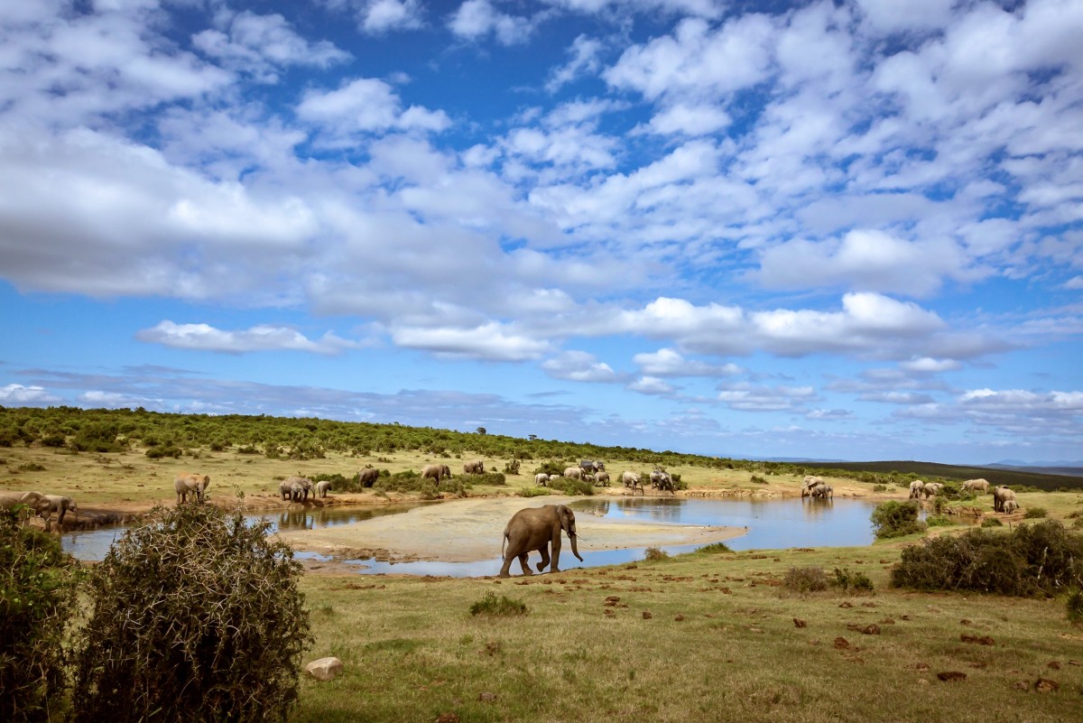 tanzania safari